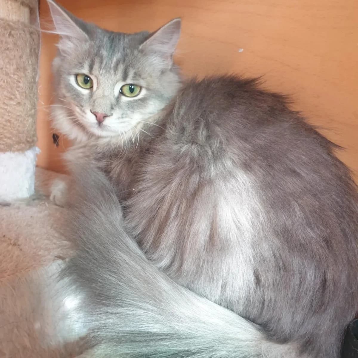 Henna Mizuki, male Mixed Breed for adoption at Glücksnasen e.V. Tierschutzverein — photo 8 of 19