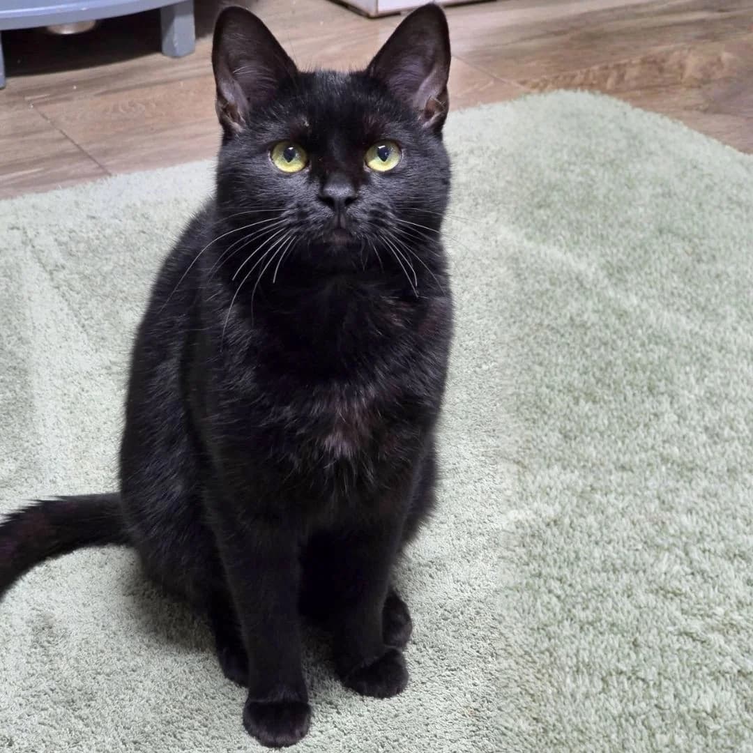 Josef, male Mixed Breed for adoption at Glücksnasen e.V. Tierschutzverein