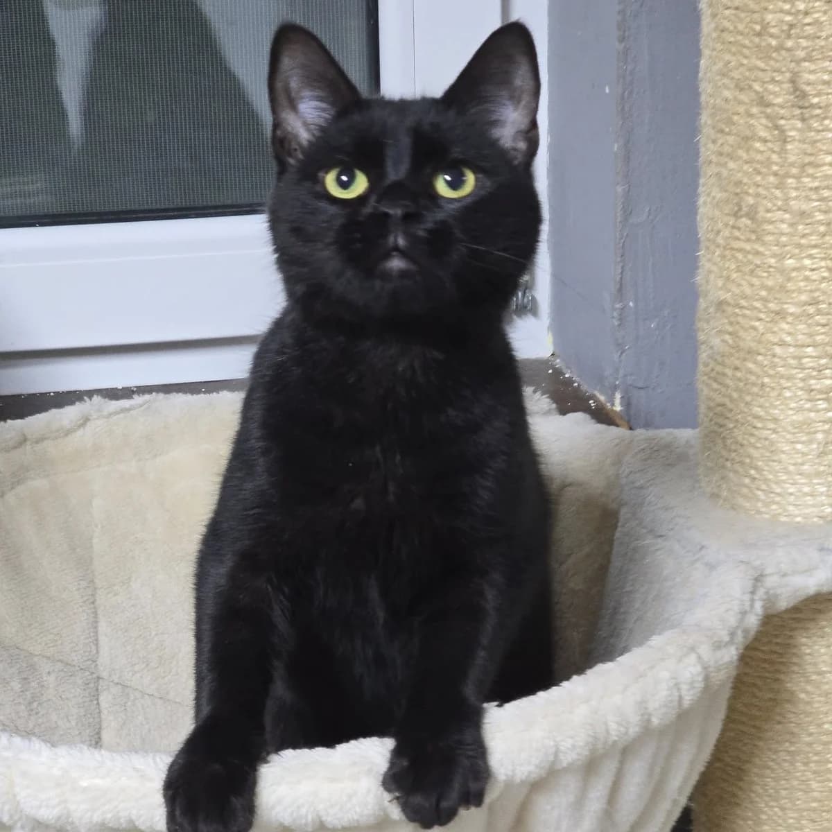Josef, male Mixed Breed for adoption at Glücksnasen e.V. Tierschutzverein — photo 2 of 9