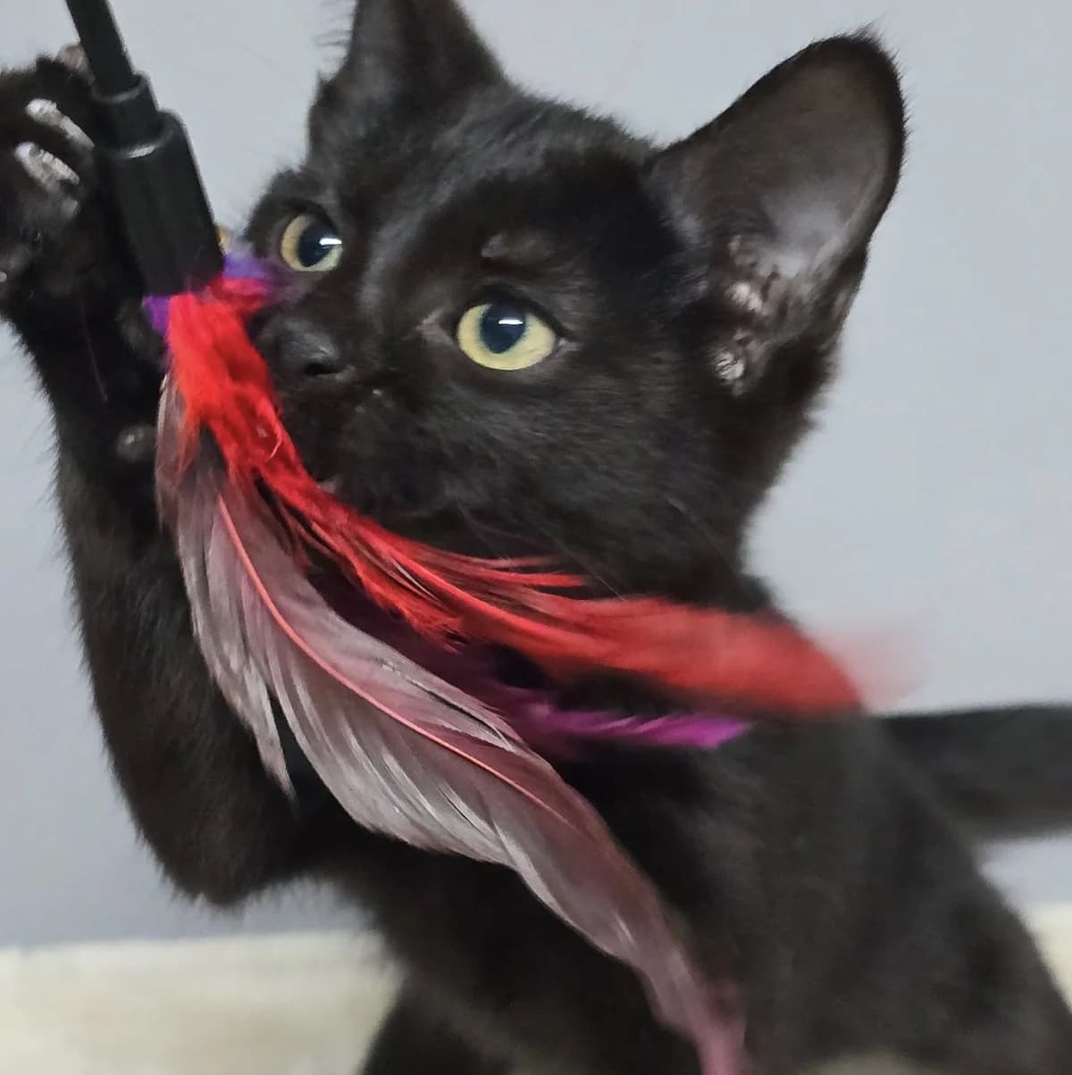 Josef, male Mixed Breed for adoption at Glücksnasen e.V. Tierschutzverein — photo 3 of 9