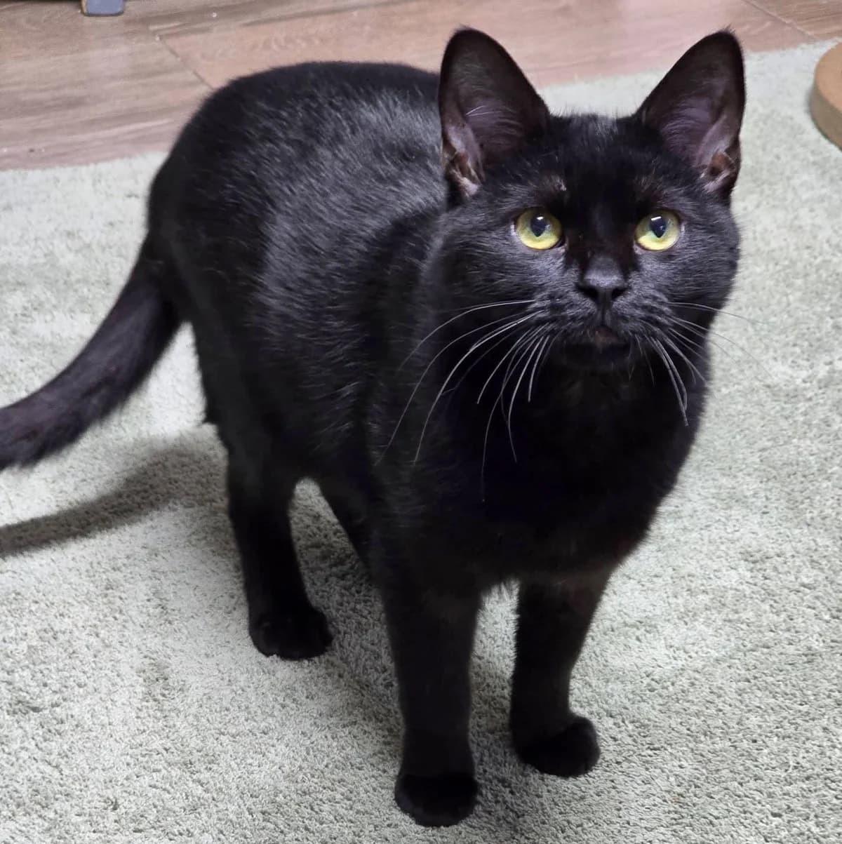 Josef, male Mixed Breed for adoption at Glücksnasen e.V. Tierschutzverein — photo 4 of 9