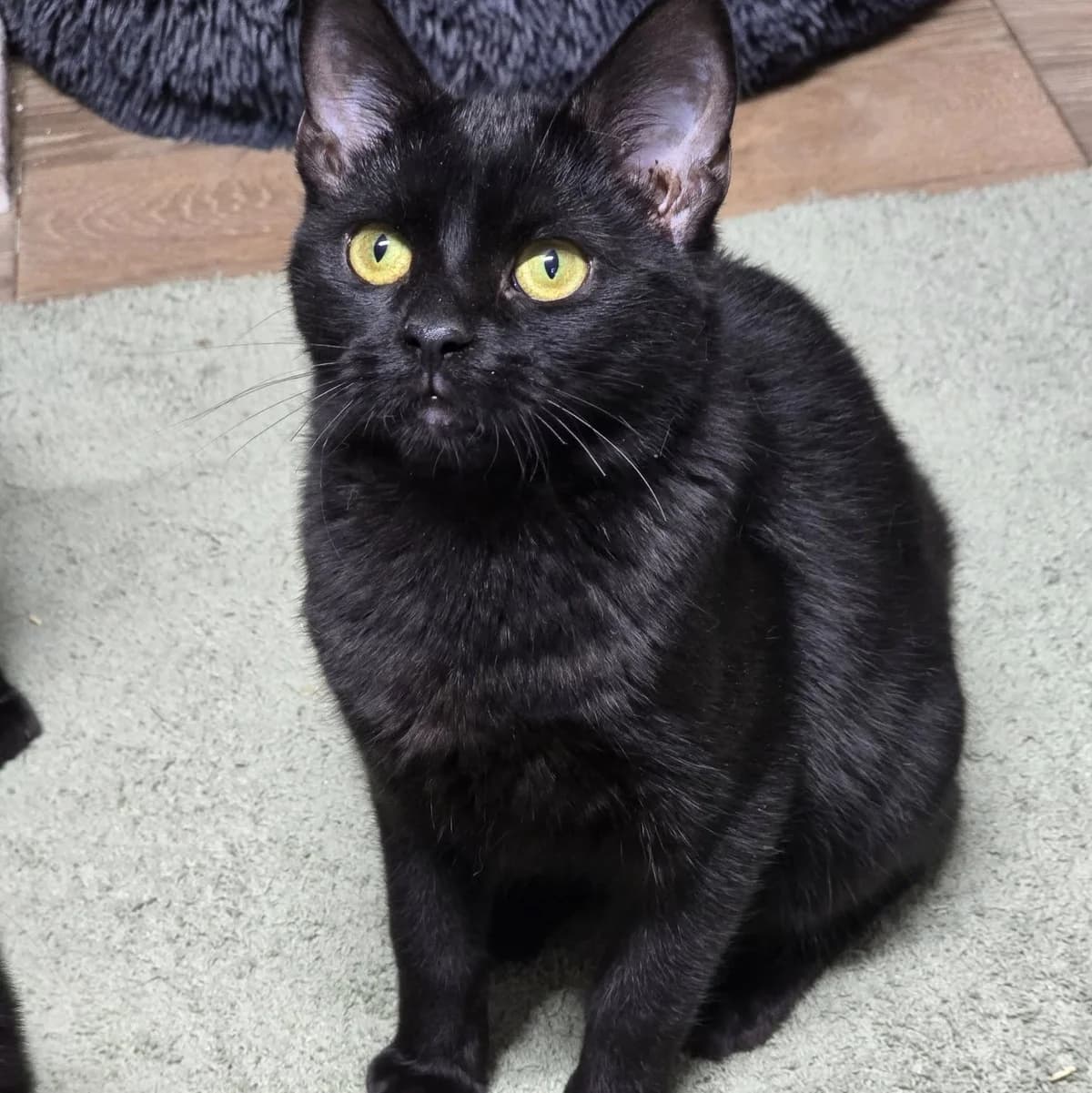 Josef, male Mixed Breed for adoption at Glücksnasen e.V. Tierschutzverein — photo 5 of 9