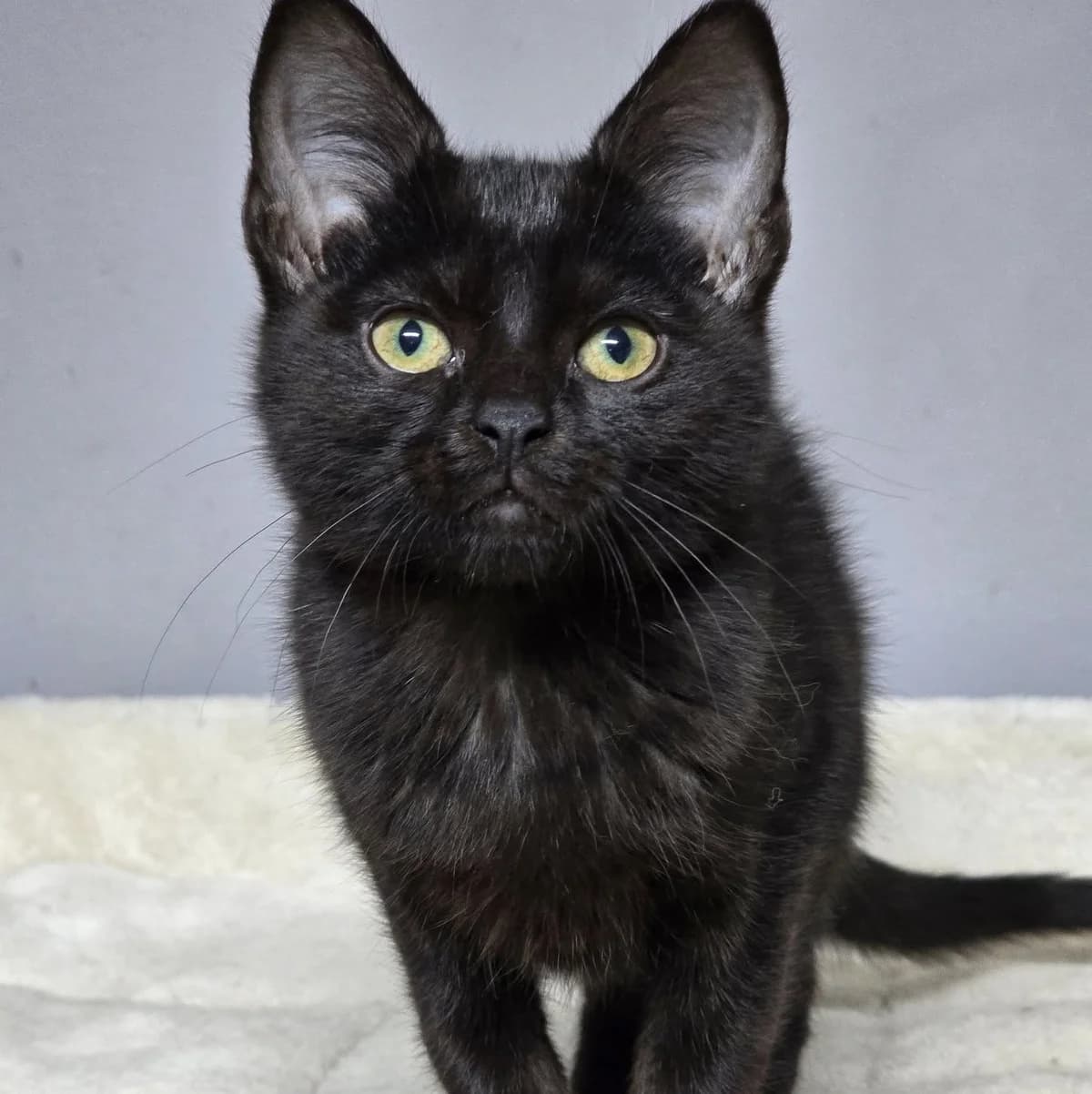 Josef, male Mixed Breed for adoption at Glücksnasen e.V. Tierschutzverein — photo 6 of 9