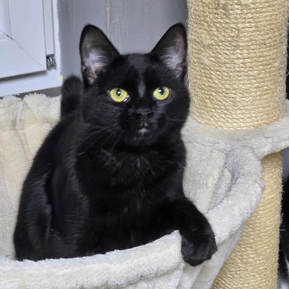 Josef, male Mixed Breed for adoption at Glücksnasen e.V. Tierschutzverein — photo 7 of 9