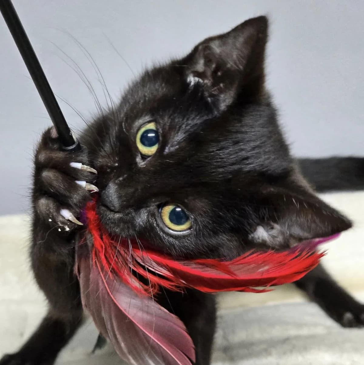 Josef, male Mixed Breed for adoption at Glücksnasen e.V. Tierschutzverein — photo 8 of 9