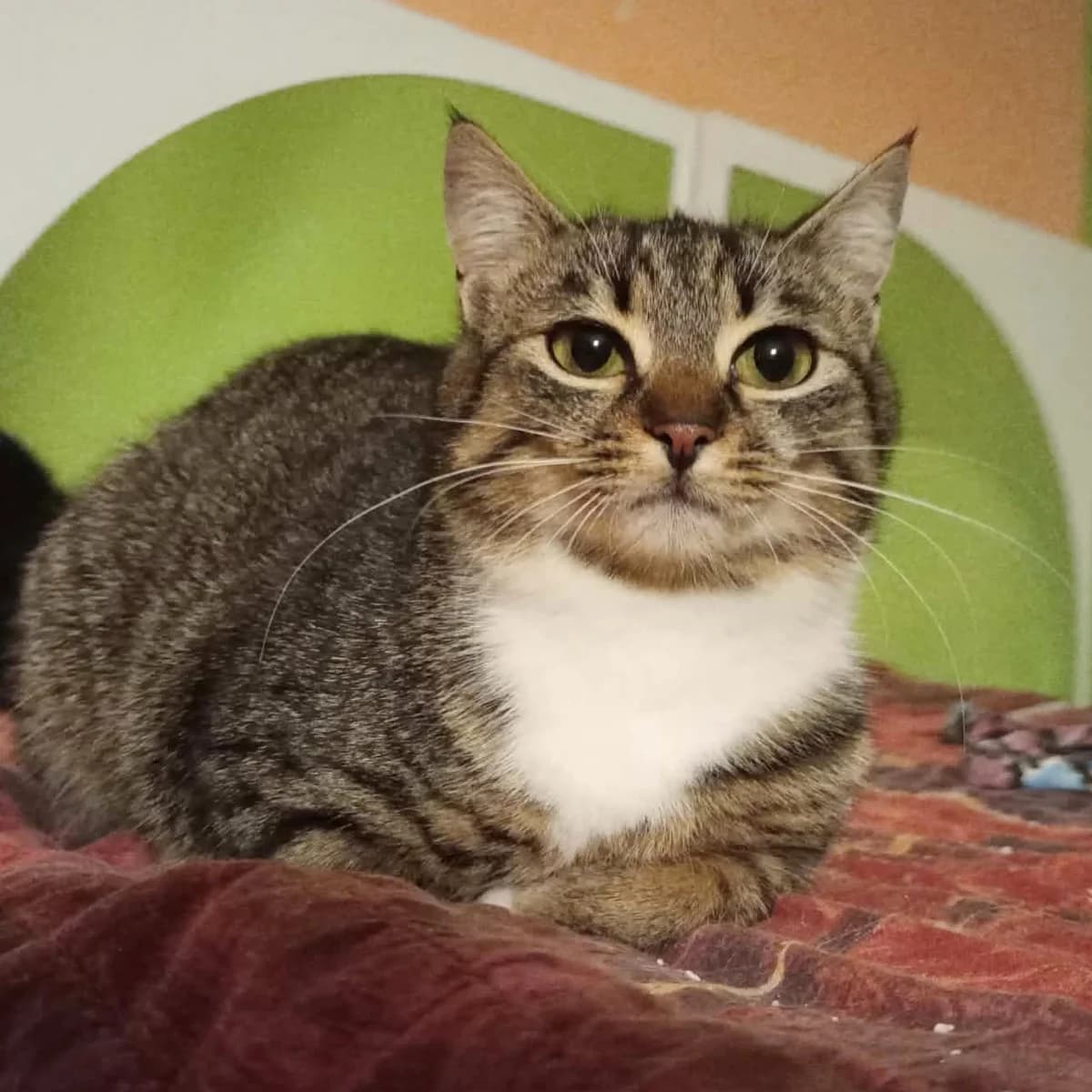 Joy, female Mixed Breed for adoption at Glücksnasen e.V. Tierschutzverein