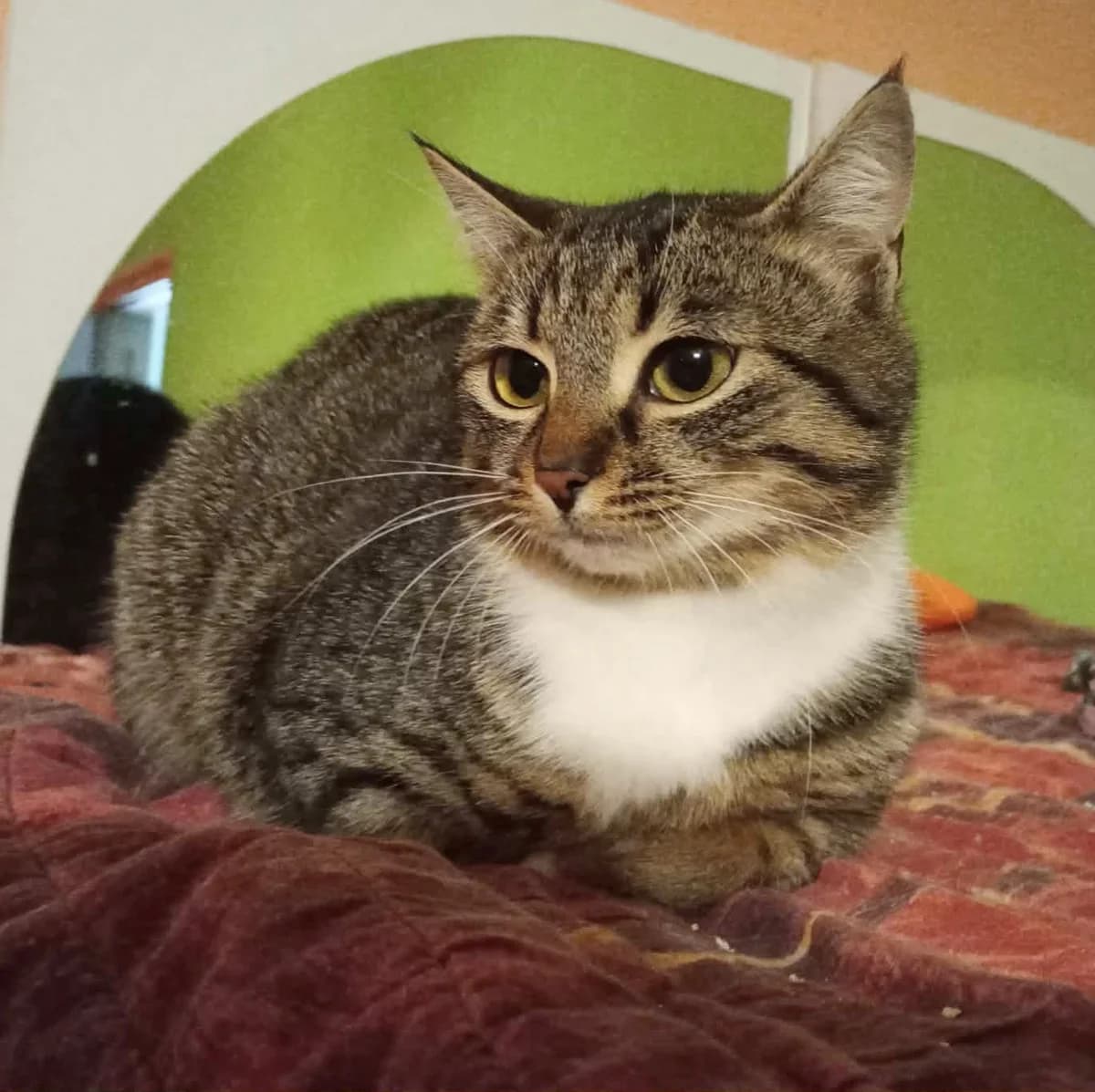 Joy, female Mixed Breed for adoption at Glücksnasen e.V. Tierschutzverein — photo 2 of 7