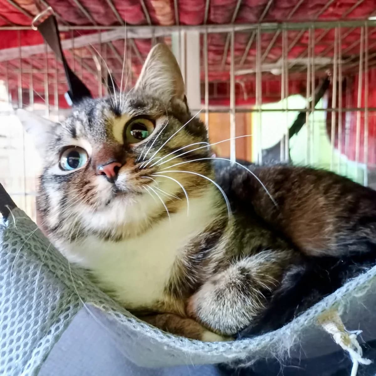 Joy, female Mixed Breed for adoption at Glücksnasen e.V. Tierschutzverein — photo 3 of 7