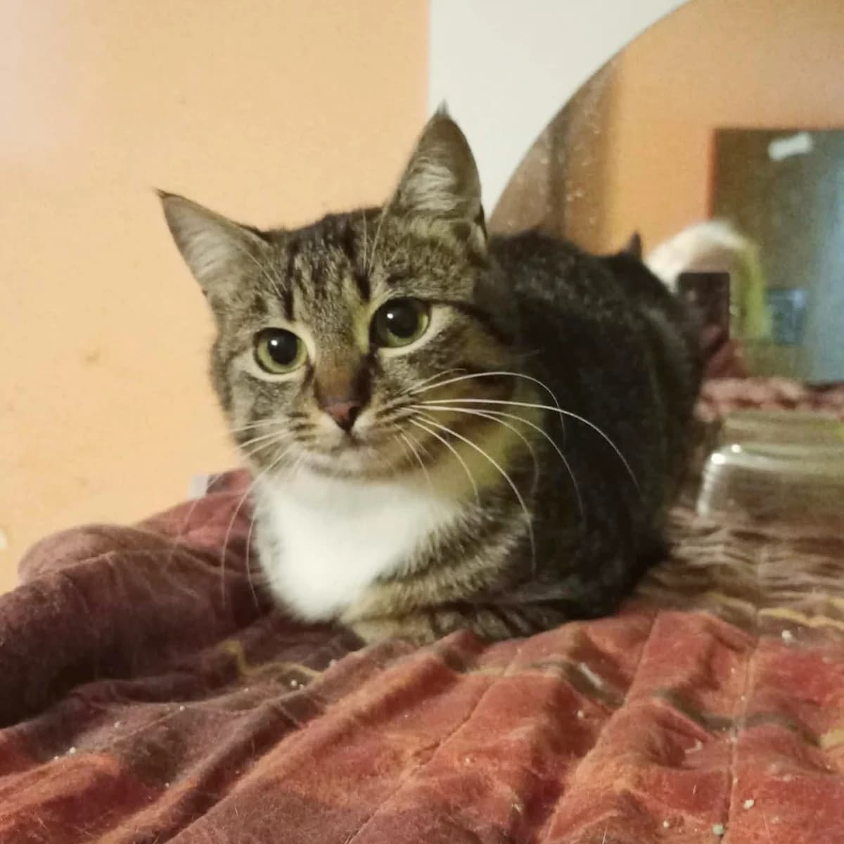 Joy, female Mixed Breed for adoption at Glücksnasen e.V. Tierschutzverein — photo 4 of 7