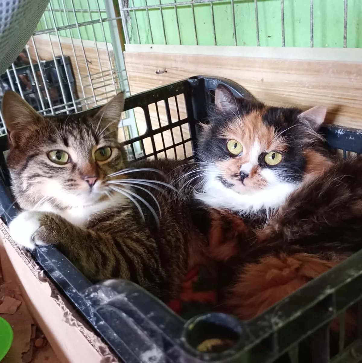 Joy, female Mixed Breed for adoption at Glücksnasen e.V. Tierschutzverein — photo 5 of 7