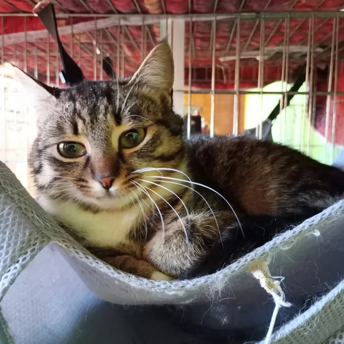 Joy, female Mixed Breed for adoption at Glücksnasen e.V. Tierschutzverein — photo 6 of 7