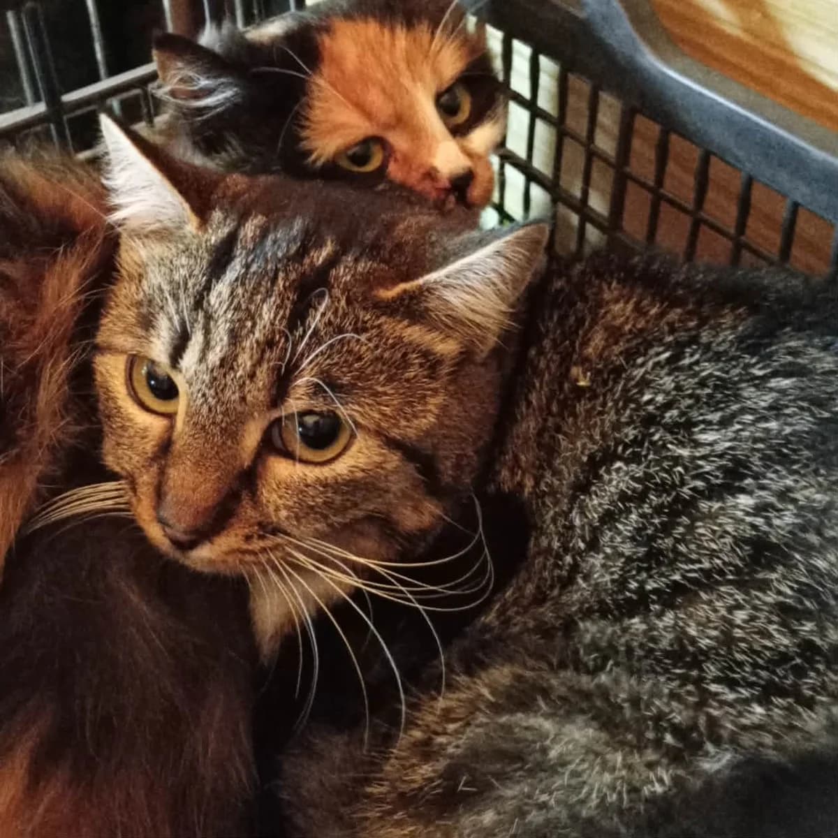 Joy, female Mixed Breed for adoption at Glücksnasen e.V. Tierschutzverein — photo 7 of 7