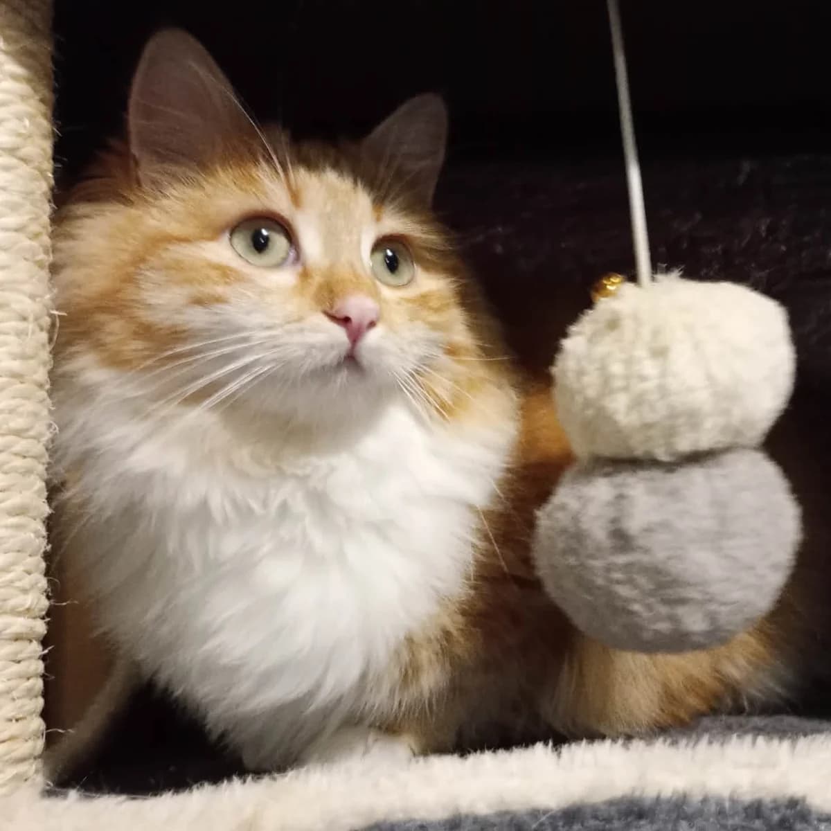 Juna, female Mixed Breed for adoption at Glücksnasen e.V. Tierschutzverein