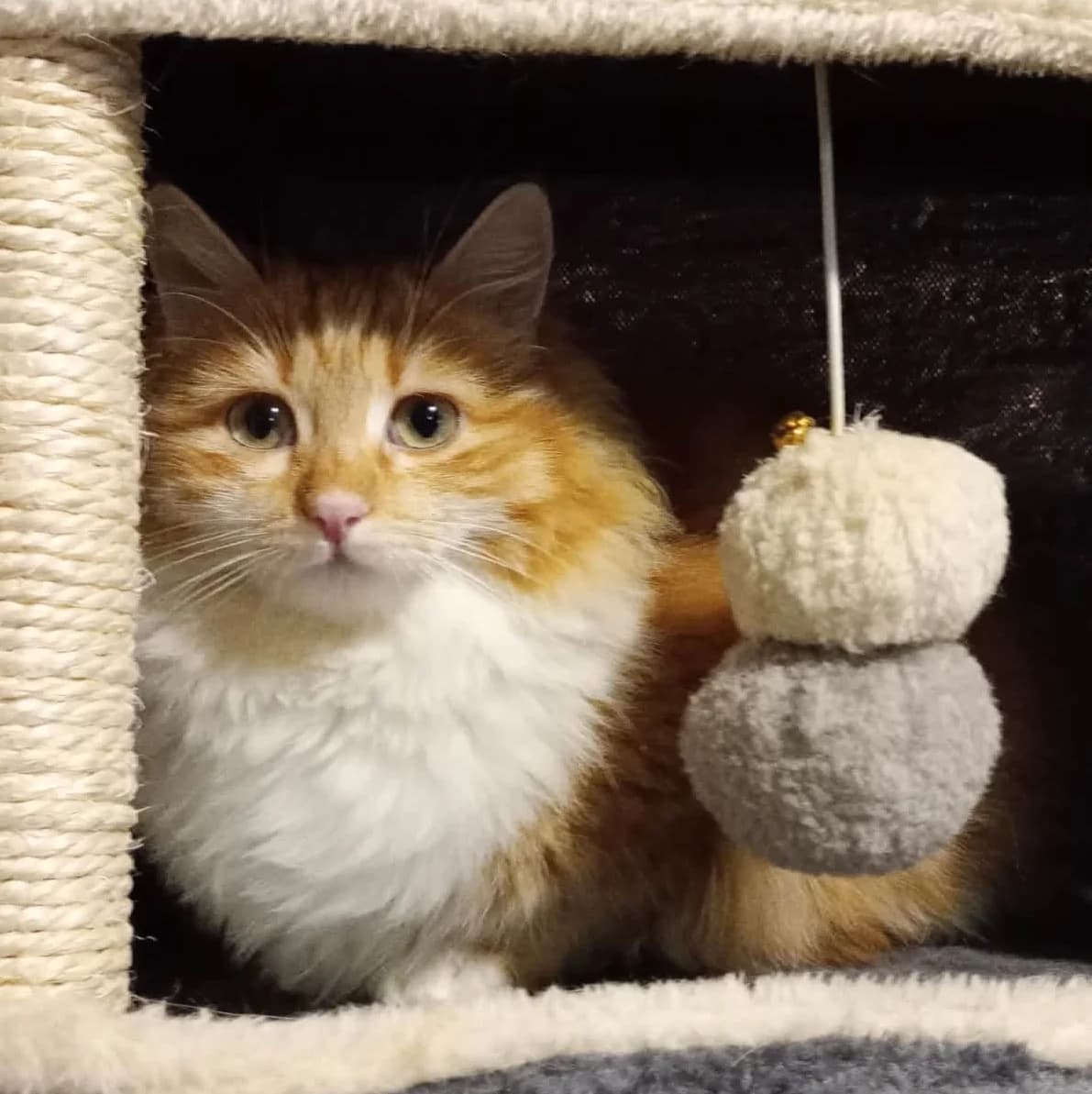 Juna, female Mixed Breed for adoption at Glücksnasen e.V. Tierschutzverein — photo 2 of 10