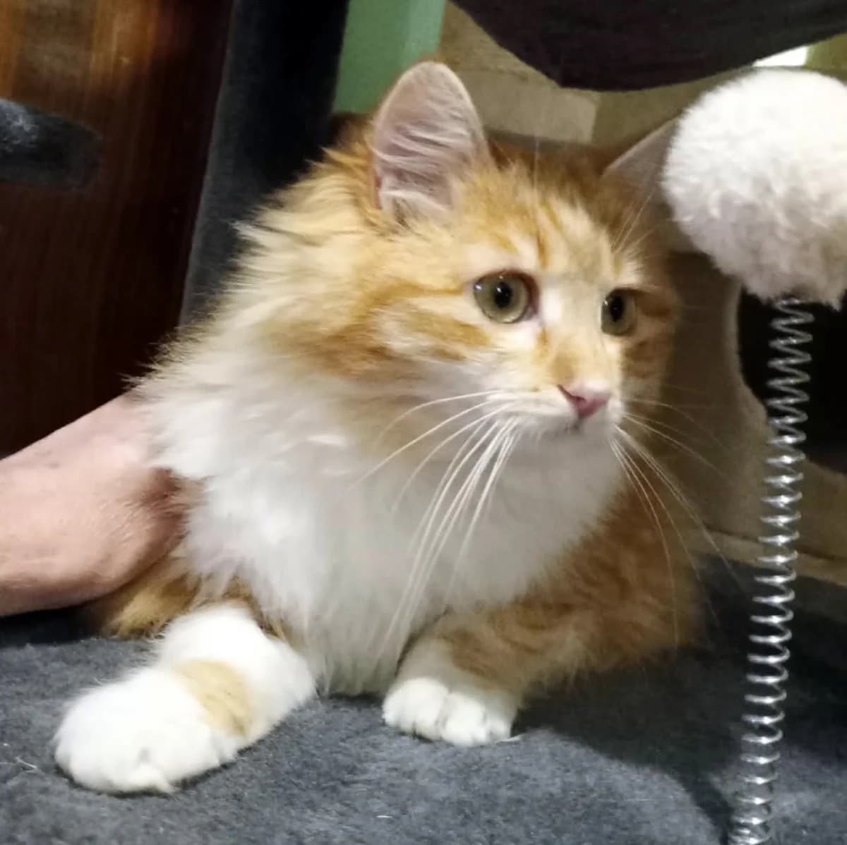 Juna, female Mixed Breed for adoption at Glücksnasen e.V. Tierschutzverein — photo 3 of 10