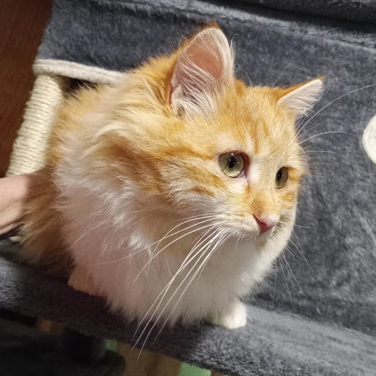 Juna, female Mixed Breed for adoption at Glücksnasen e.V. Tierschutzverein — photo 4 of 10