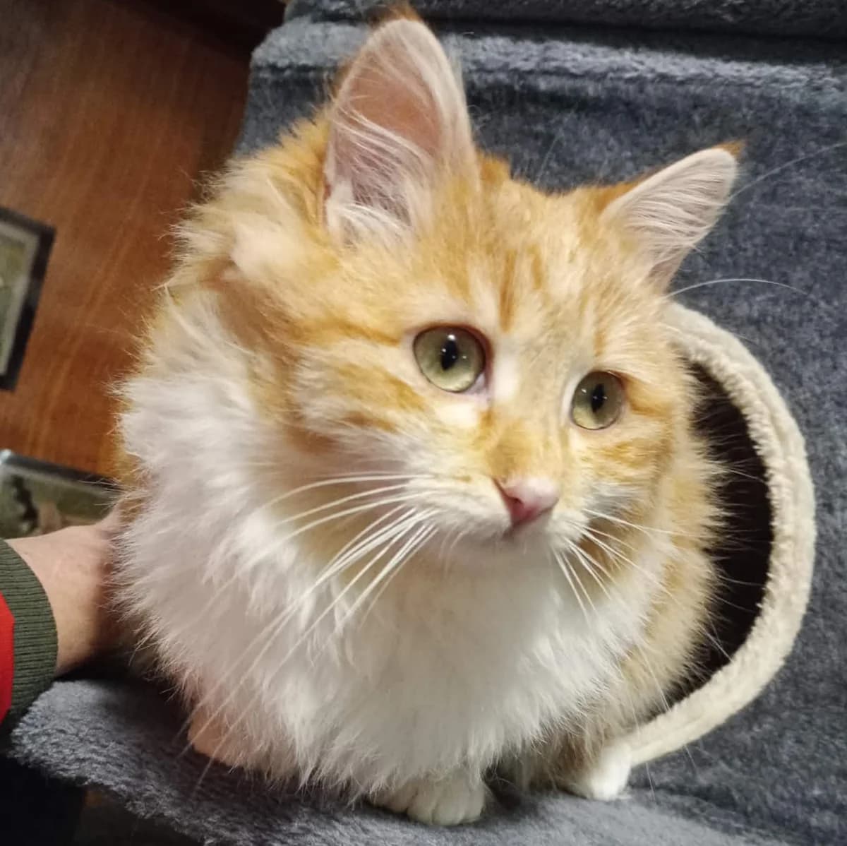 Juna, female Mixed Breed for adoption at Glücksnasen e.V. Tierschutzverein — photo 5 of 10