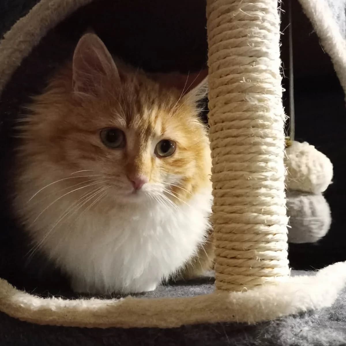 Juna, female Mixed Breed for adoption at Glücksnasen e.V. Tierschutzverein — photo 6 of 10