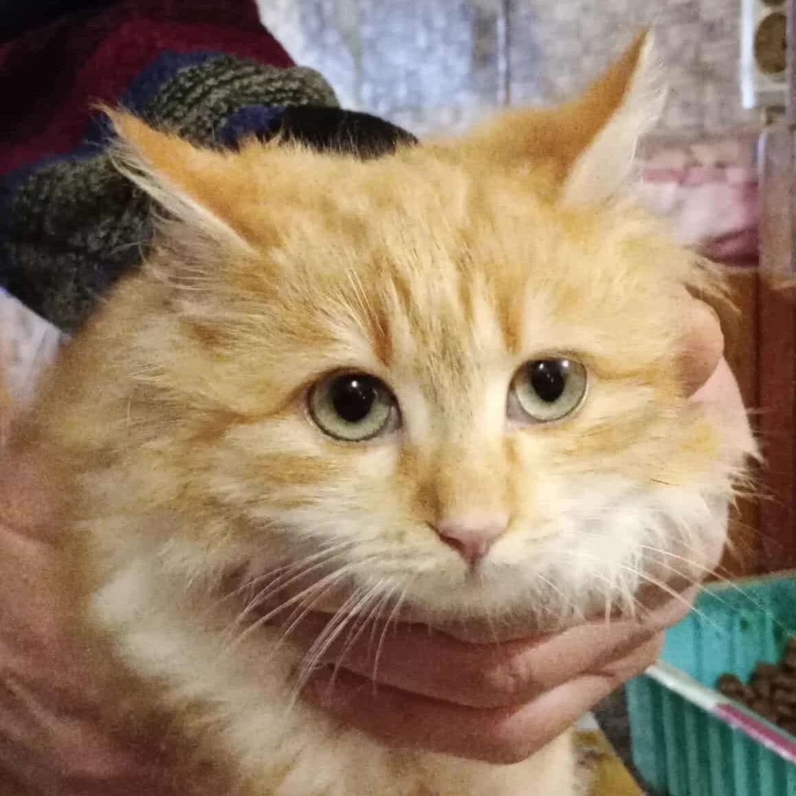 Juna, female Mixed Breed for adoption at Glücksnasen e.V. Tierschutzverein — photo 7 of 10