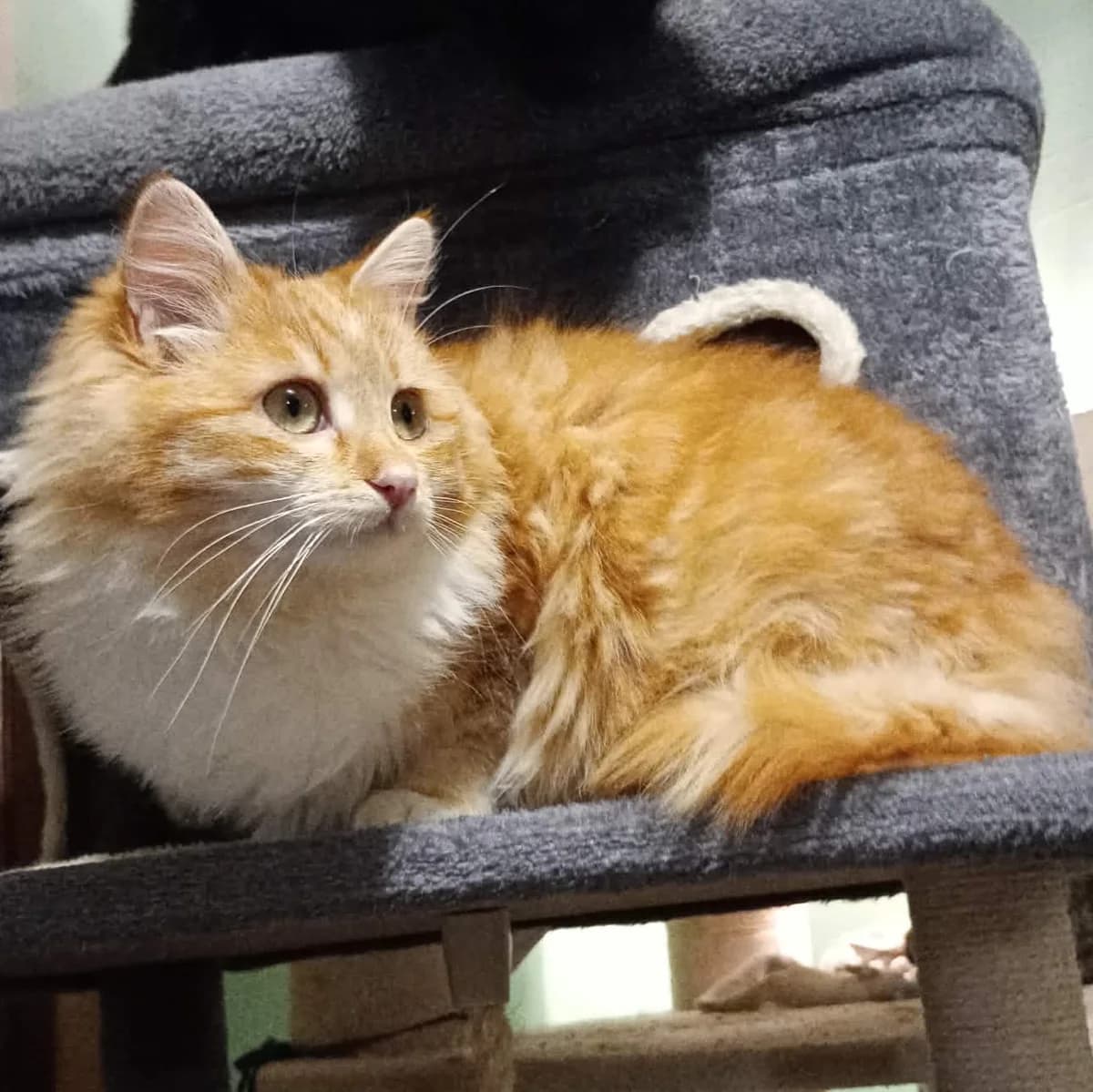 Juna, female Mixed Breed for adoption at Glücksnasen e.V. Tierschutzverein — photo 8 of 10