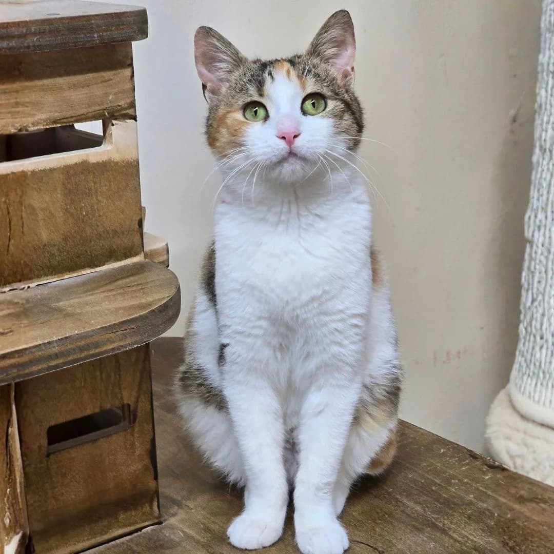 Kia, female Mixed Breed for adoption at Glücksnasen e.V. Tierschutzverein