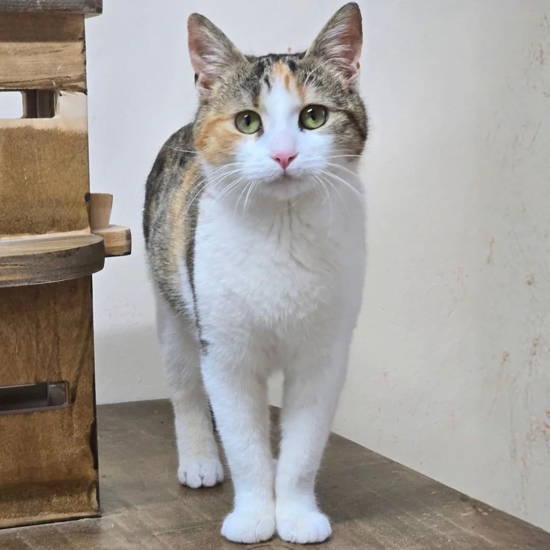 Kia, female Mixed Breed for adoption at Glücksnasen e.V. Tierschutzverein — photo 2 of 13