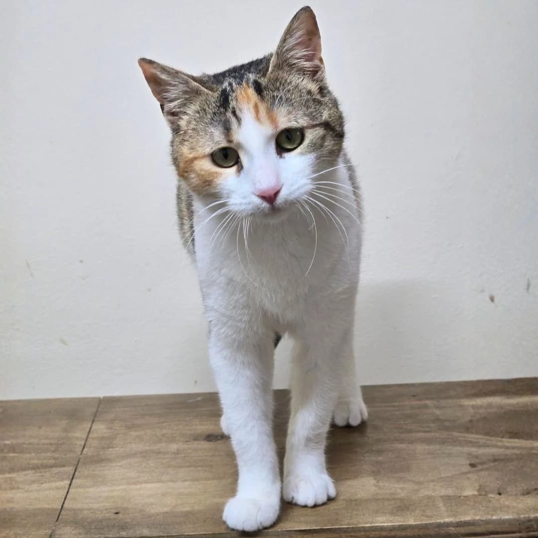 Kia, female Mixed Breed for adoption at Glücksnasen e.V. Tierschutzverein — photo 3 of 13