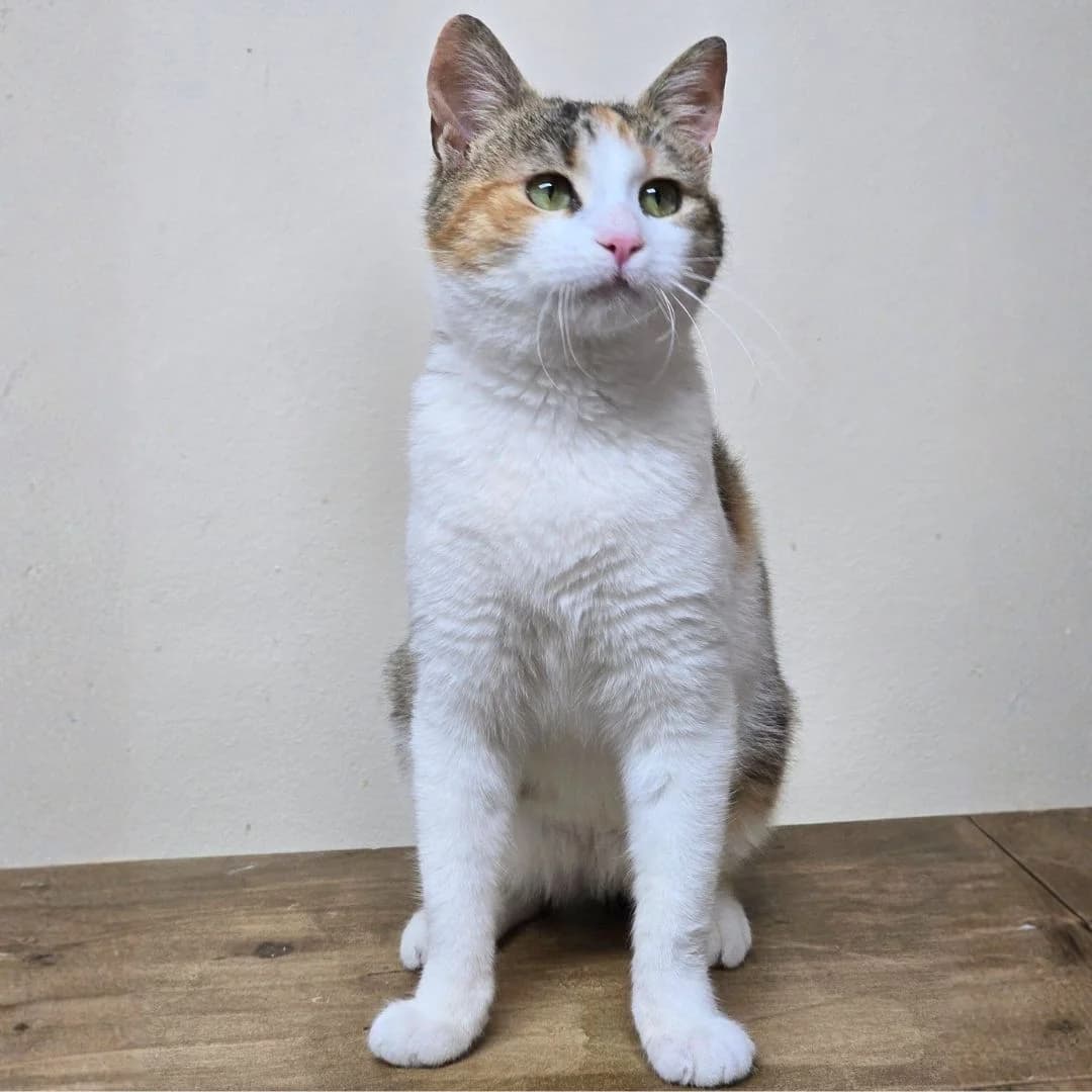 Kia, female Mixed Breed for adoption at Glücksnasen e.V. Tierschutzverein — photo 4 of 13