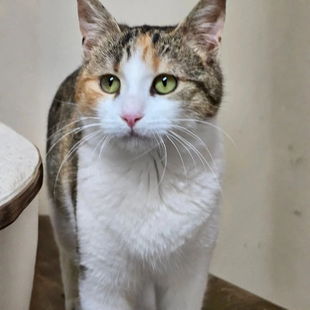 Kia, female Mixed Breed for adoption at Glücksnasen e.V. Tierschutzverein — photo 5 of 13