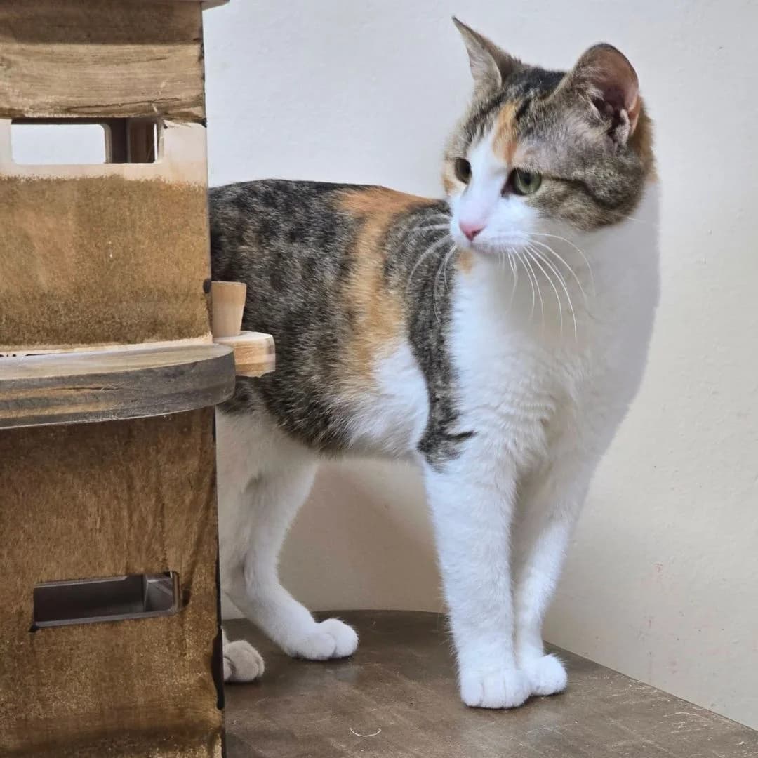 Kia, female Mixed Breed for adoption at Glücksnasen e.V. Tierschutzverein — photo 6 of 13