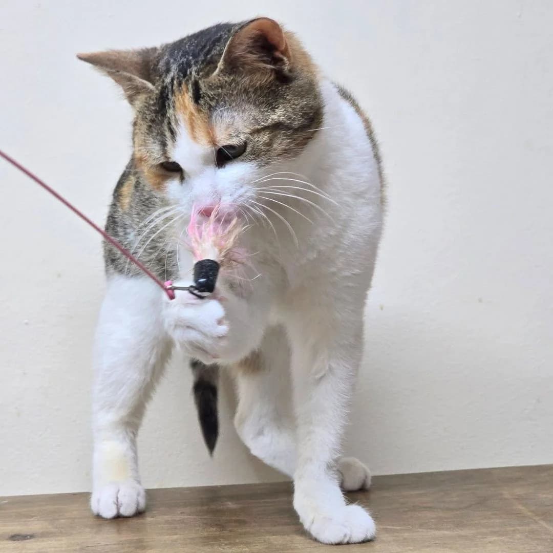 Kia, female Mixed Breed for adoption at Glücksnasen e.V. Tierschutzverein — photo 7 of 13