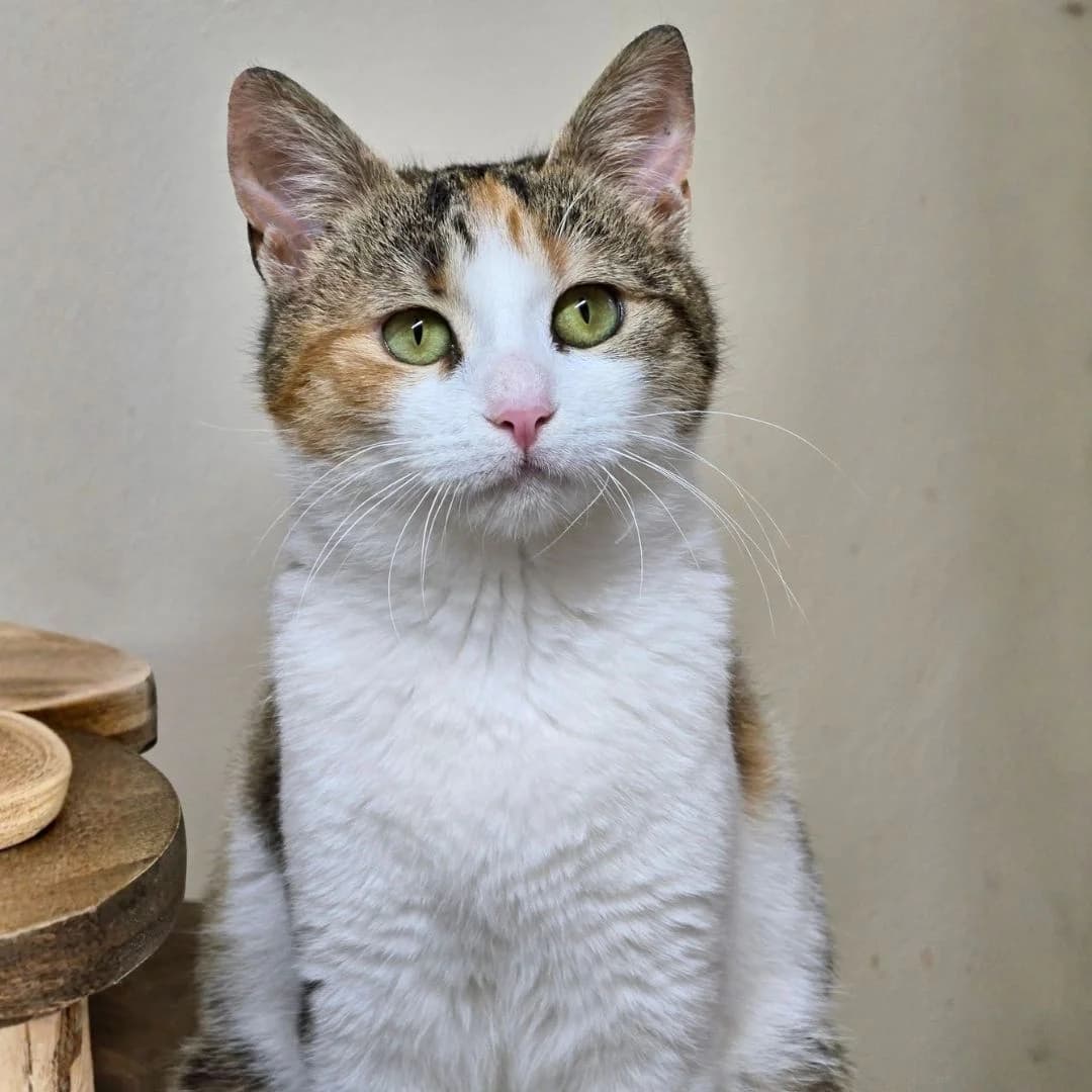 Kia, female Mixed Breed for adoption at Glücksnasen e.V. Tierschutzverein — photo 8 of 13