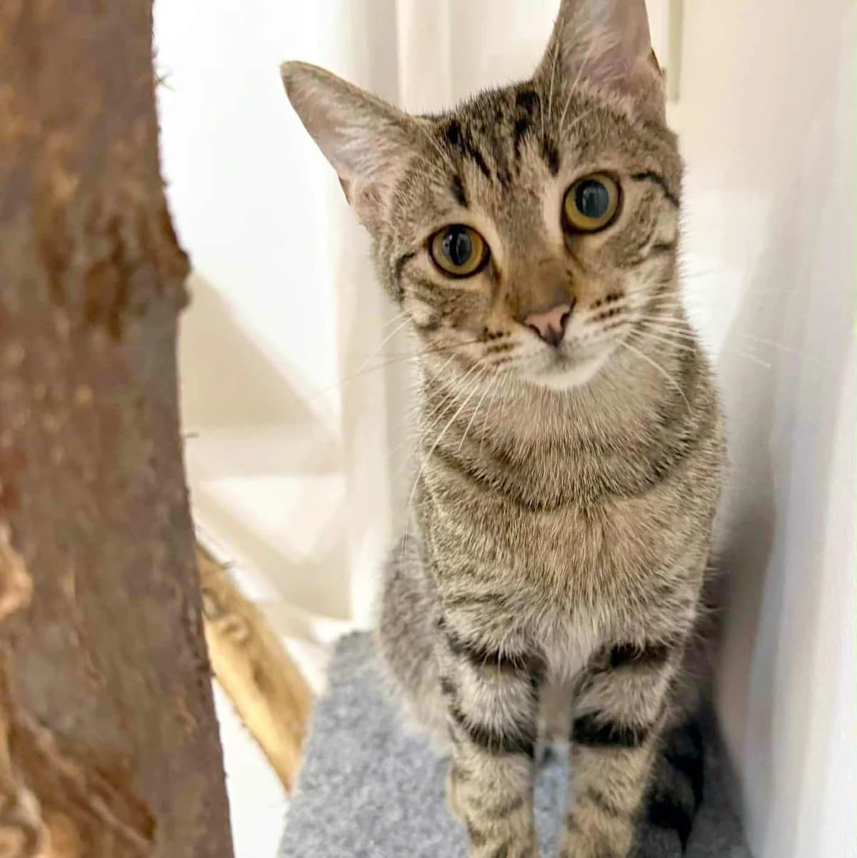 Leo, male Mixed Breed for adoption at Glücksnasen e.V. Tierschutzverein