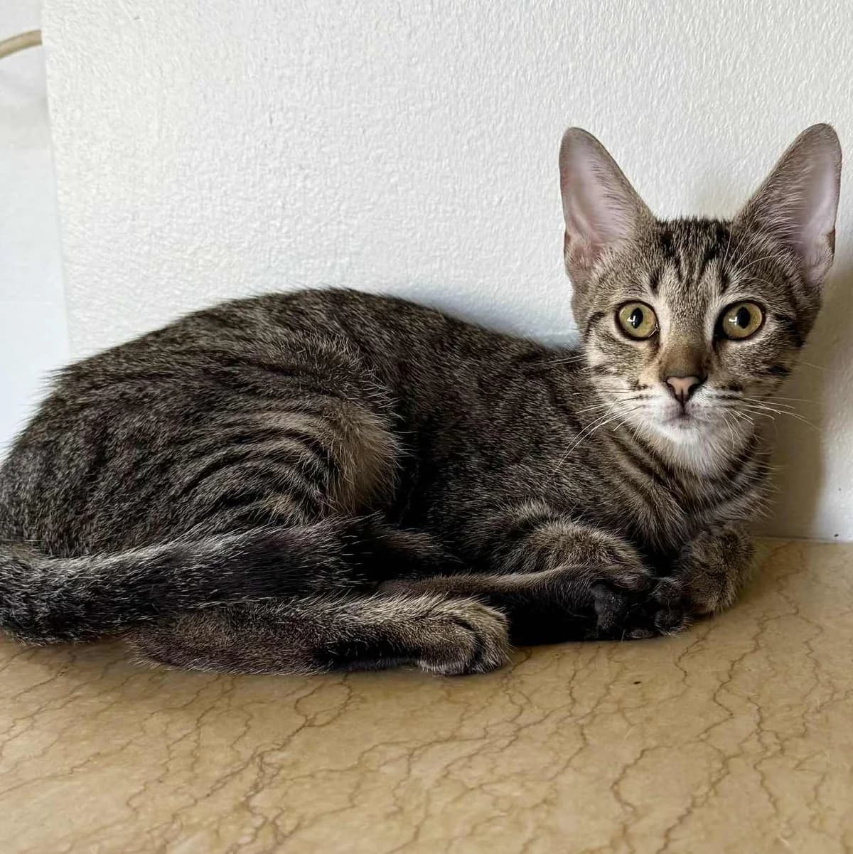 Leo, male Mixed Breed for adoption at Glücksnasen e.V. Tierschutzverein — photo 2 of 10