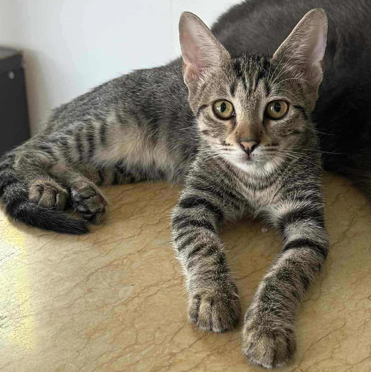 Leo, male Mixed Breed for adoption at Glücksnasen e.V. Tierschutzverein — photo 3 of 10
