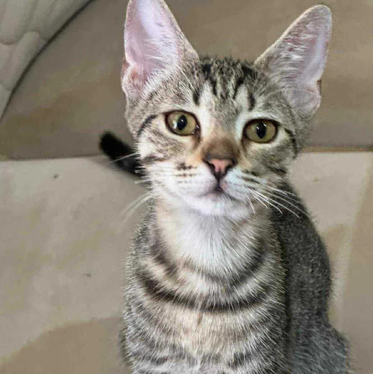 Leo, male Mixed Breed for adoption at Glücksnasen e.V. Tierschutzverein — photo 4 of 10