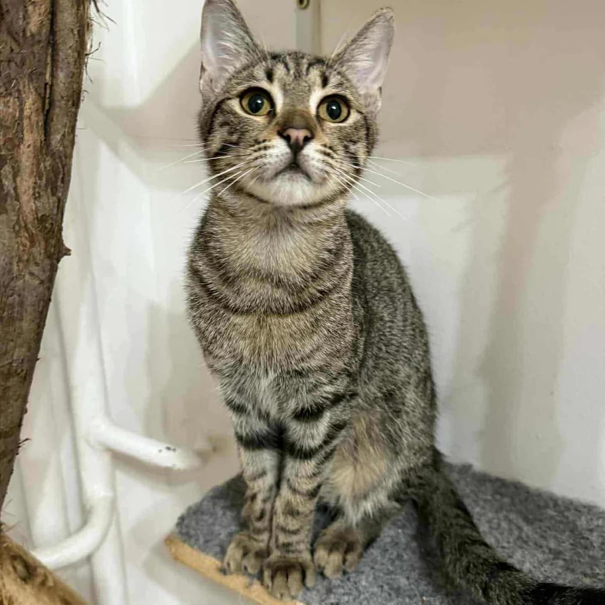 Leo, male Mixed Breed for adoption at Glücksnasen e.V. Tierschutzverein — photo 5 of 10