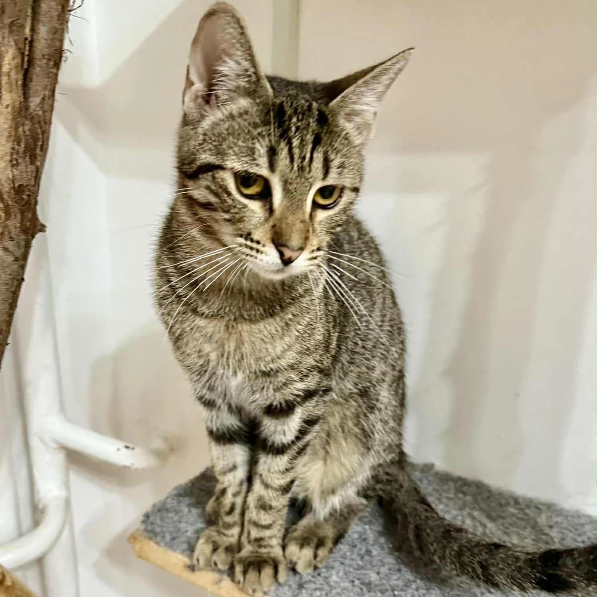 Leo, male Mixed Breed for adoption at Glücksnasen e.V. Tierschutzverein — photo 6 of 10