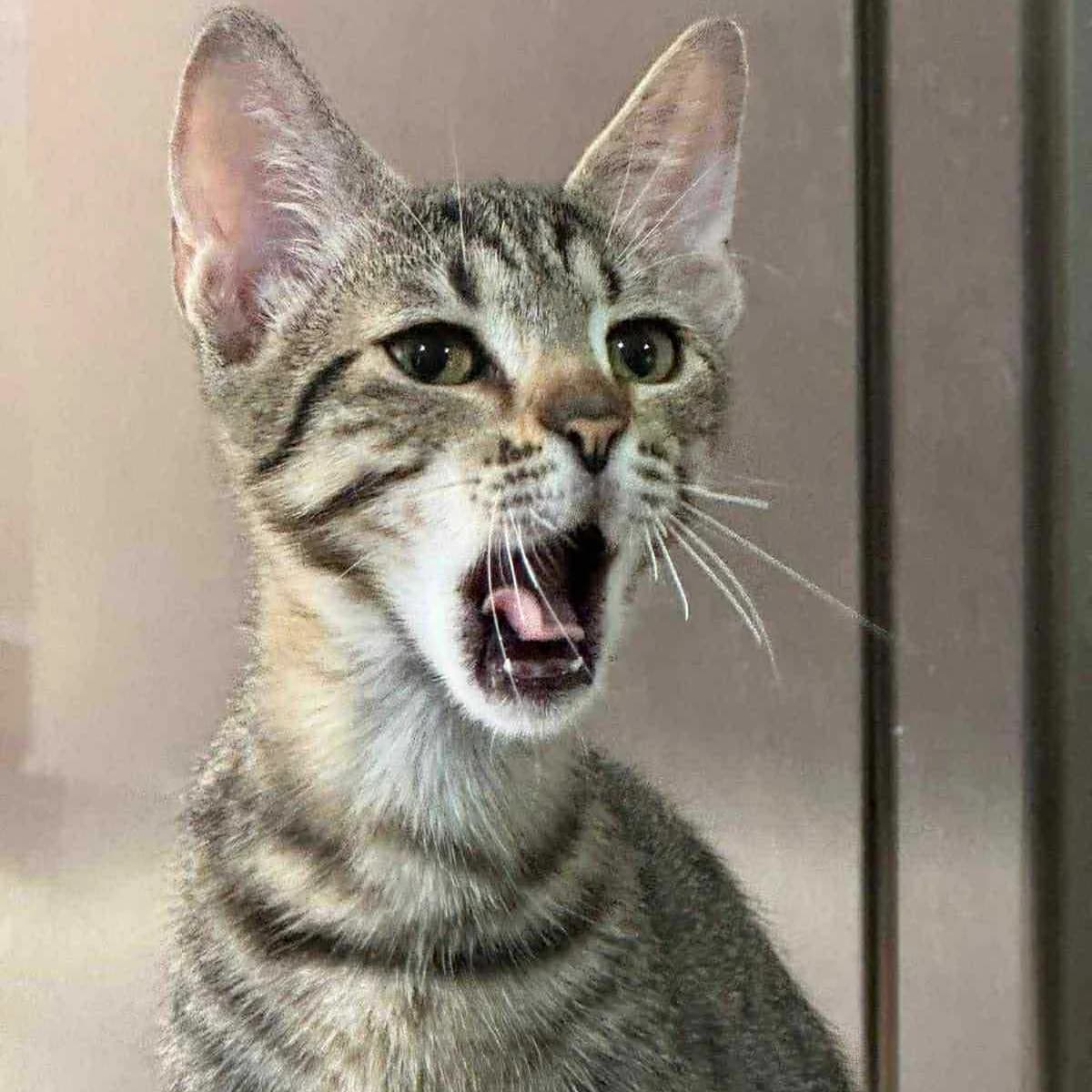 Leo, male Mixed Breed for adoption at Glücksnasen e.V. Tierschutzverein — photo 7 of 10