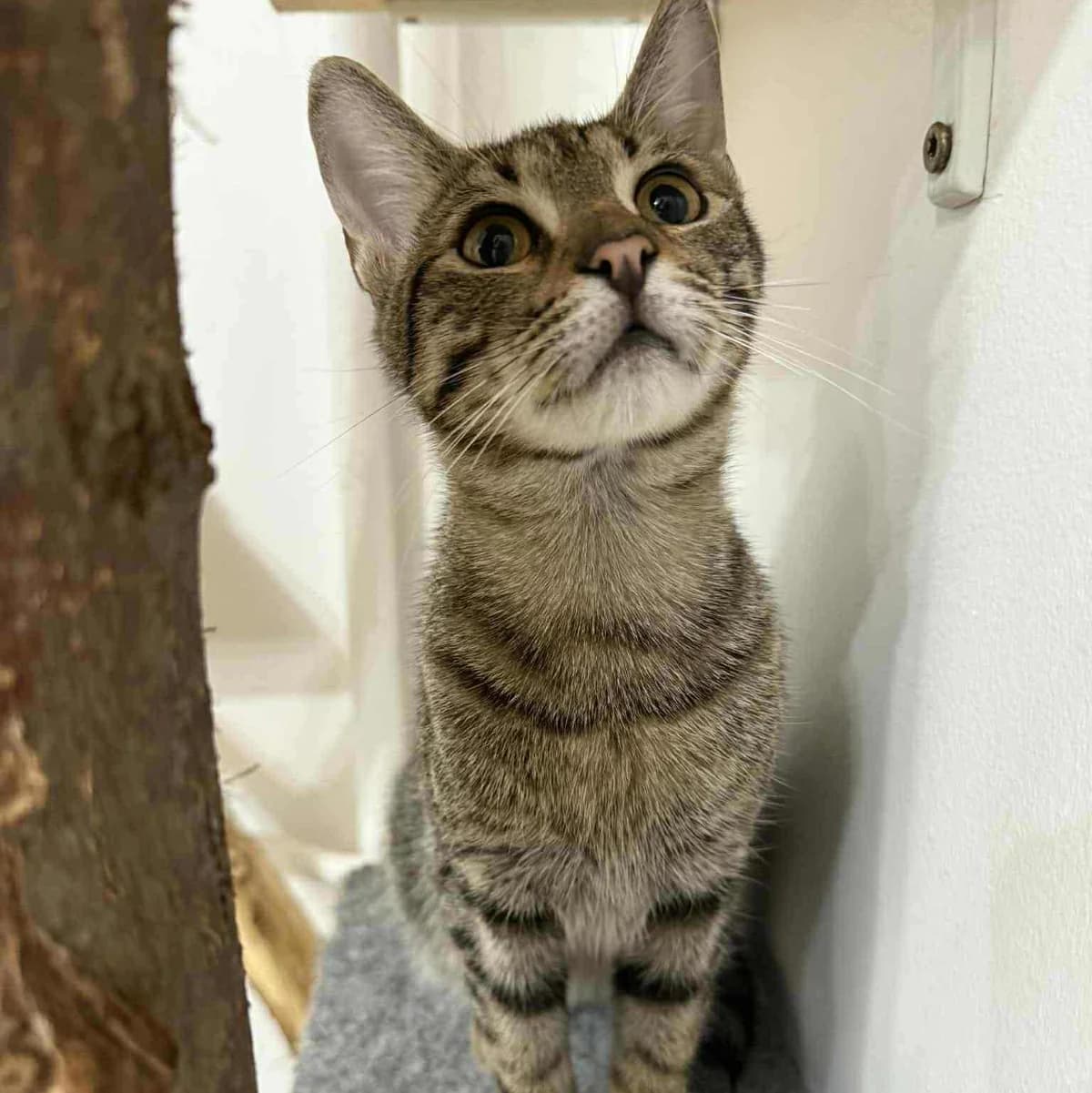 Leo, male Mixed Breed for adoption at Glücksnasen e.V. Tierschutzverein — photo 8 of 10