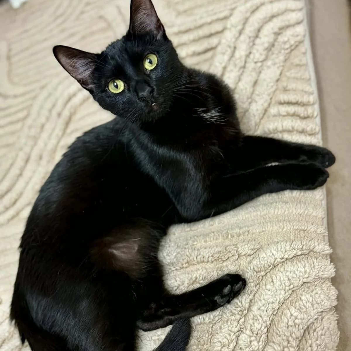 Liath Susan, female Mixed Breed for adoption at Glücksnasen e.V. Tierschutzverein — photo 3 of 19