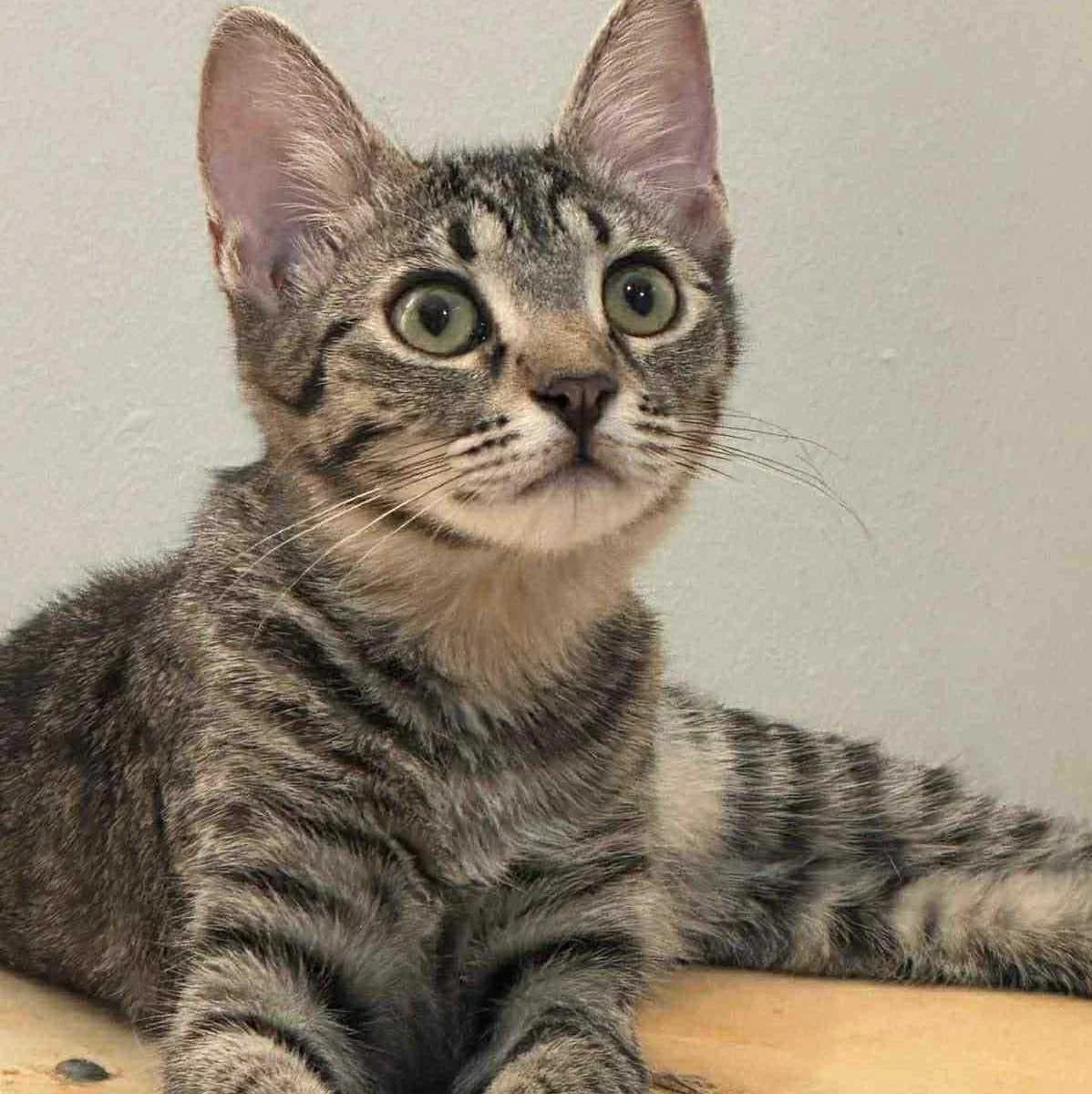 Liath Susan, female Mixed Breed for adoption at Glücksnasen e.V. Tierschutzverein — photo 4 of 19