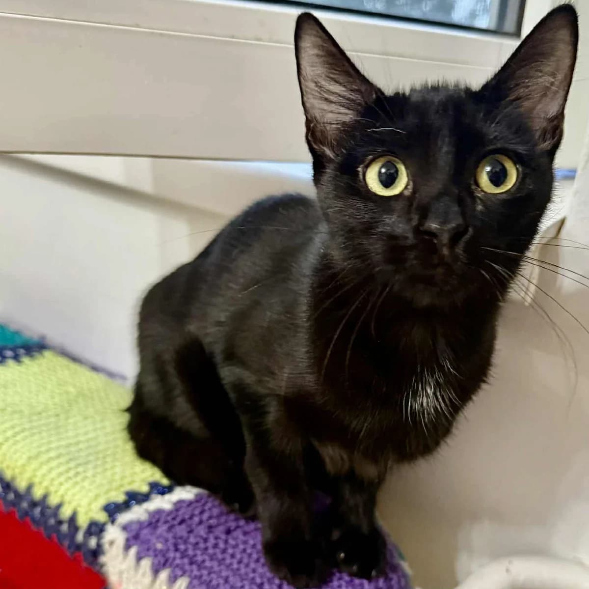 Liath Susan, female Mixed Breed for adoption at Glücksnasen e.V. Tierschutzverein — photo 5 of 19