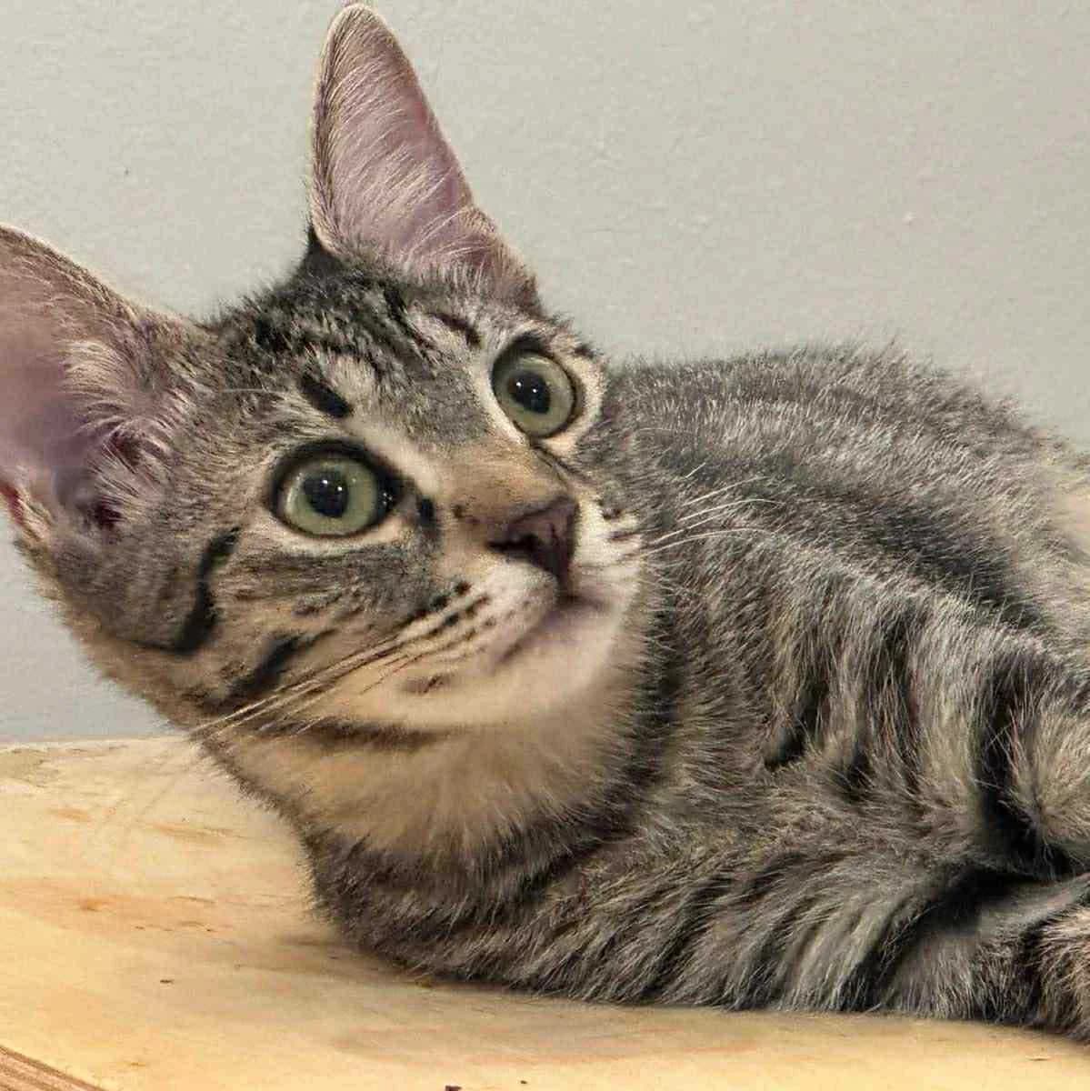 Liath Susan, female Mixed Breed for adoption at Glücksnasen e.V. Tierschutzverein — photo 6 of 19