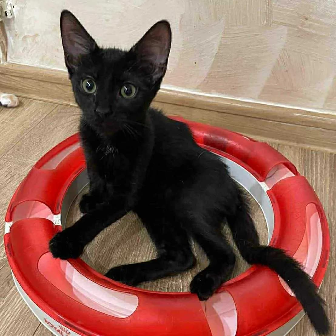 Liath Susan, female Mixed Breed for adoption at Glücksnasen e.V. Tierschutzverein — photo 7 of 19