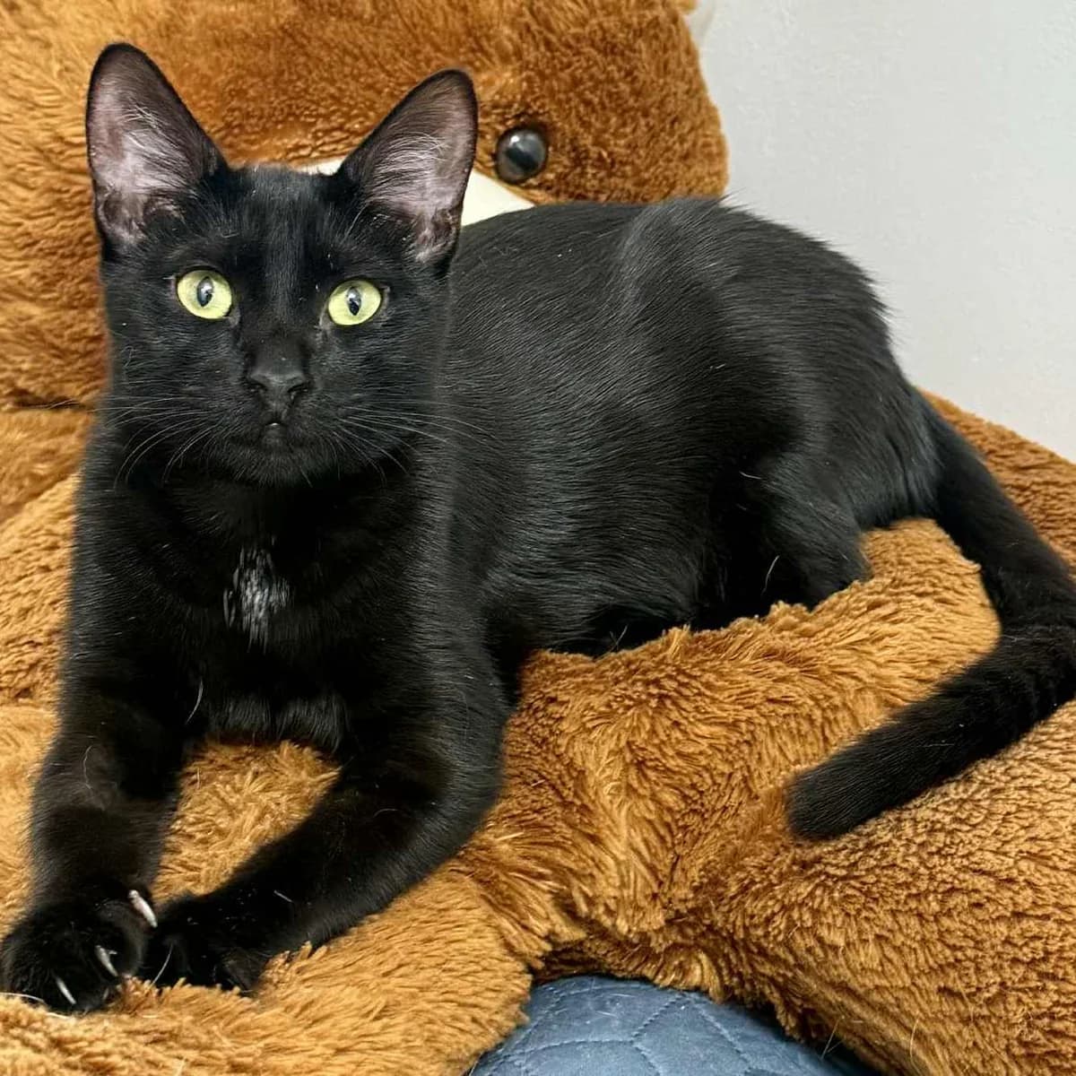 Liath Susan, female Mixed Breed for adoption at Glücksnasen e.V. Tierschutzverein — photo 8 of 19