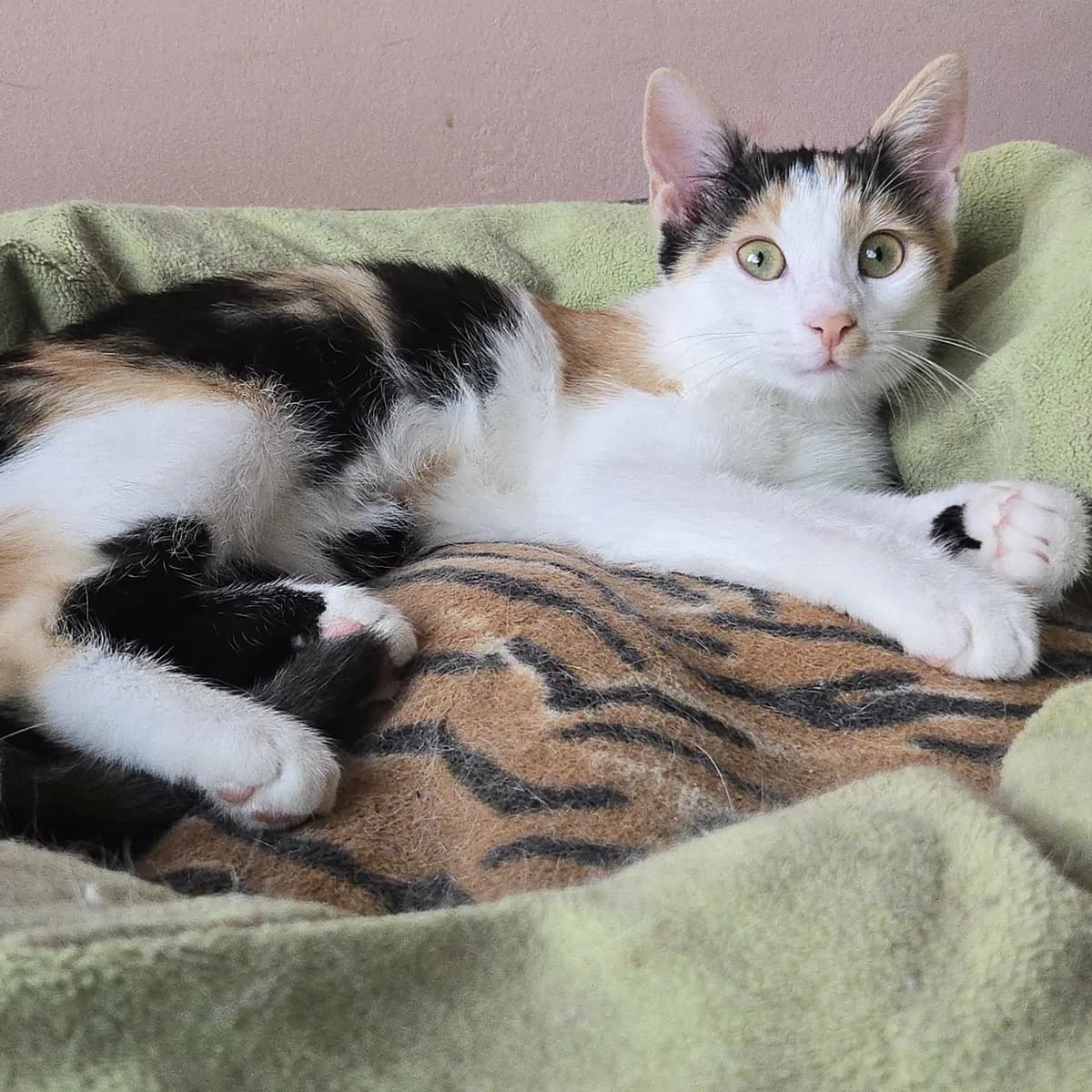 Lilly, female Mixed Breed for adoption at Glücksnasen e.V. Tierschutzverein