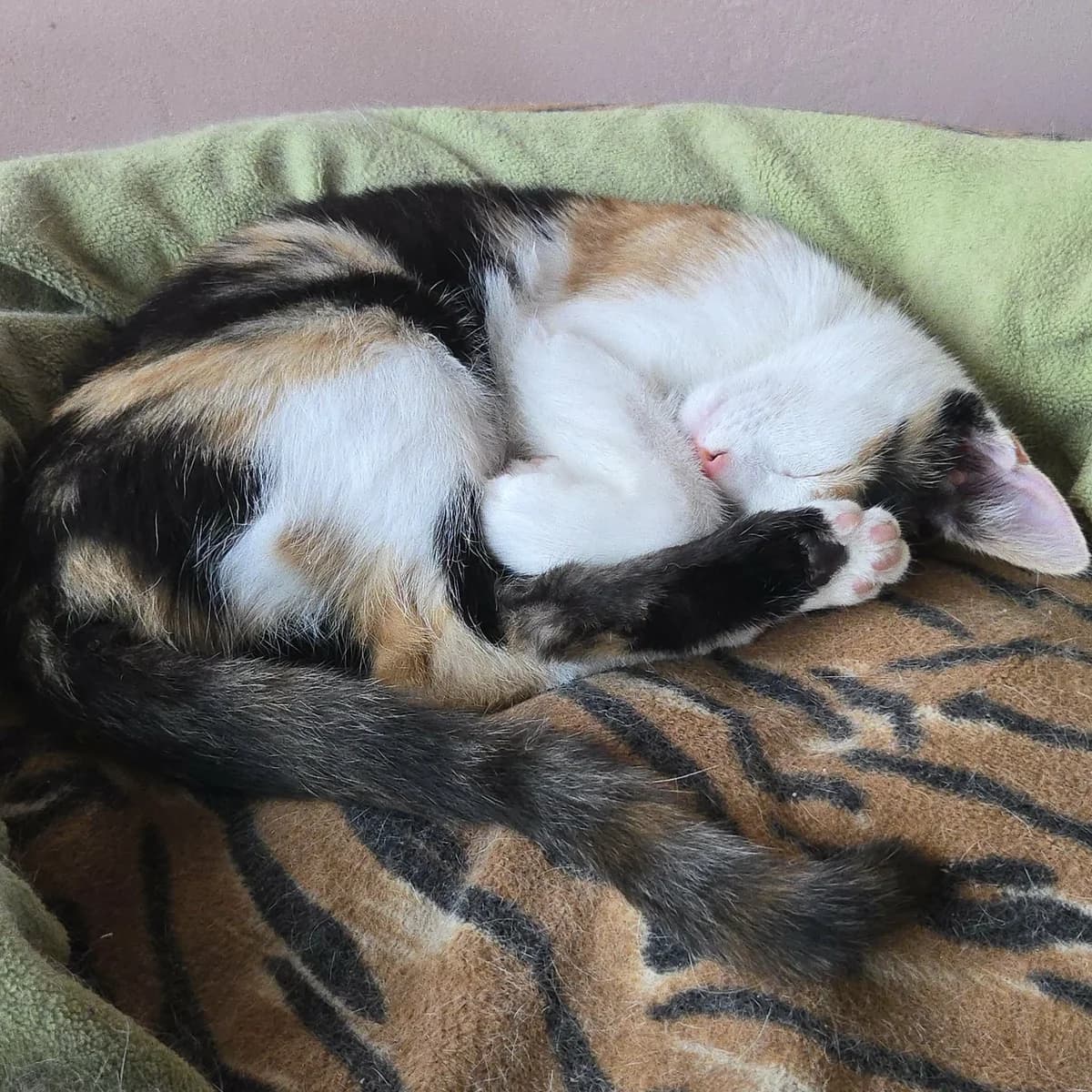 Lilly, female Mixed Breed for adoption at Glücksnasen e.V. Tierschutzverein — photo 2 of 12