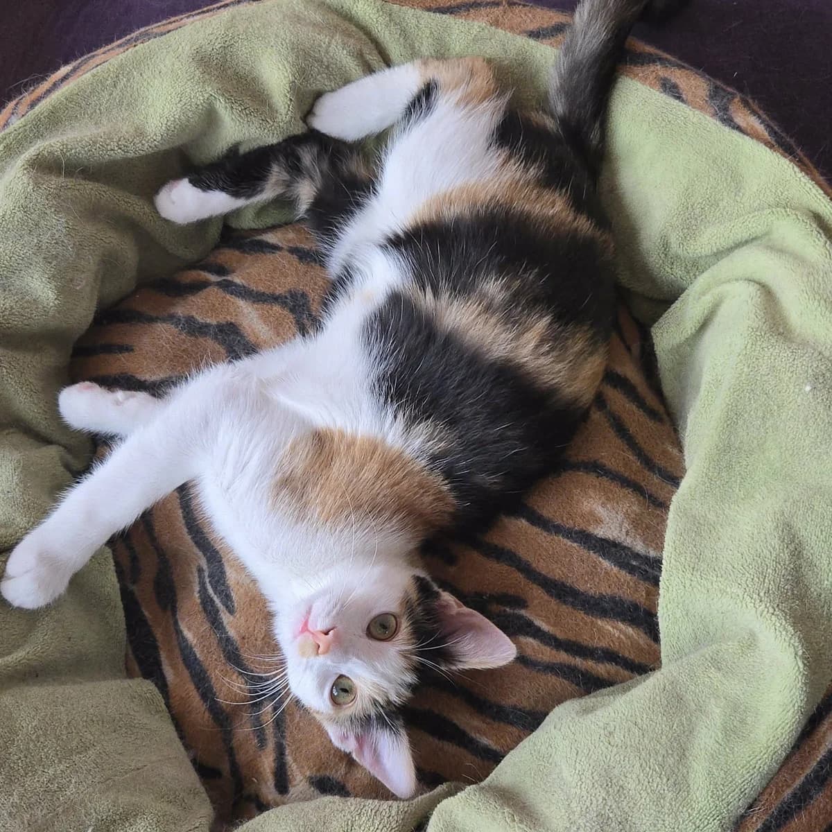 Lilly, female Mixed Breed for adoption at Glücksnasen e.V. Tierschutzverein — photo 3 of 12