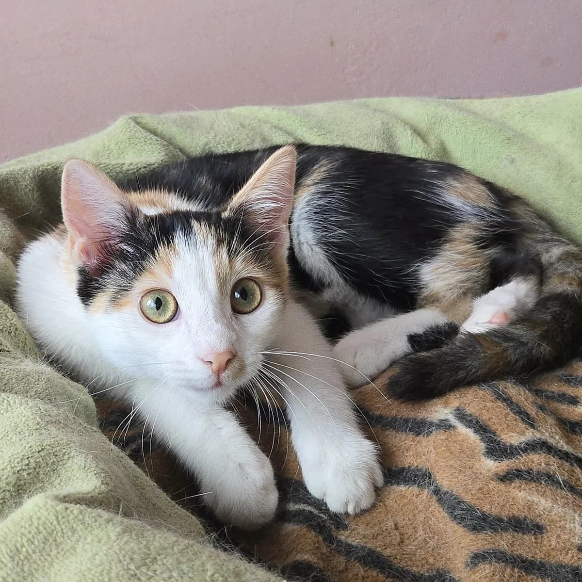 Lilly, female Mixed Breed for adoption at Glücksnasen e.V. Tierschutzverein — photo 4 of 12